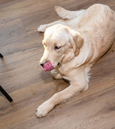 A young male golden retriever lies on modern vinyl panels in the living room of a home, top view.